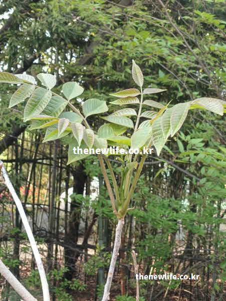 가죽나물 효능 항산화 작용 퀘르세틴