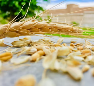 카무트 효소 부작용 분말 다이어트