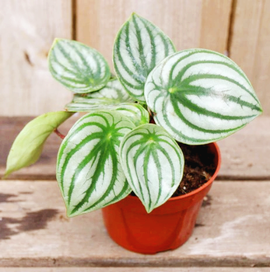 Peperomia