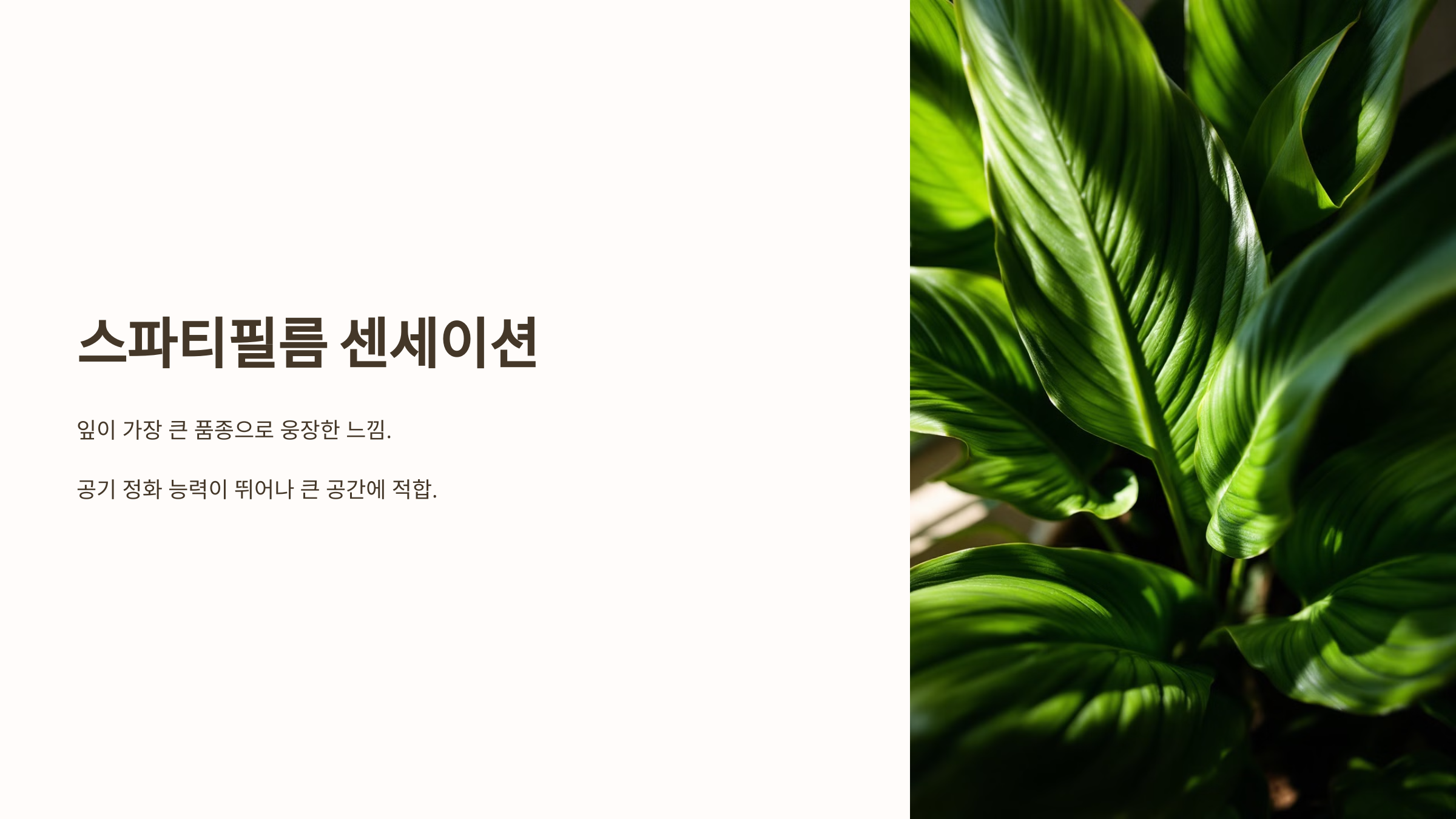 스파티필름과 관련된 사진입니다.