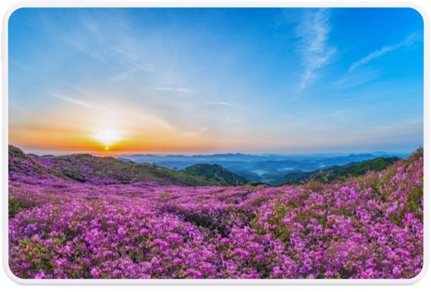 황매산-철쭉