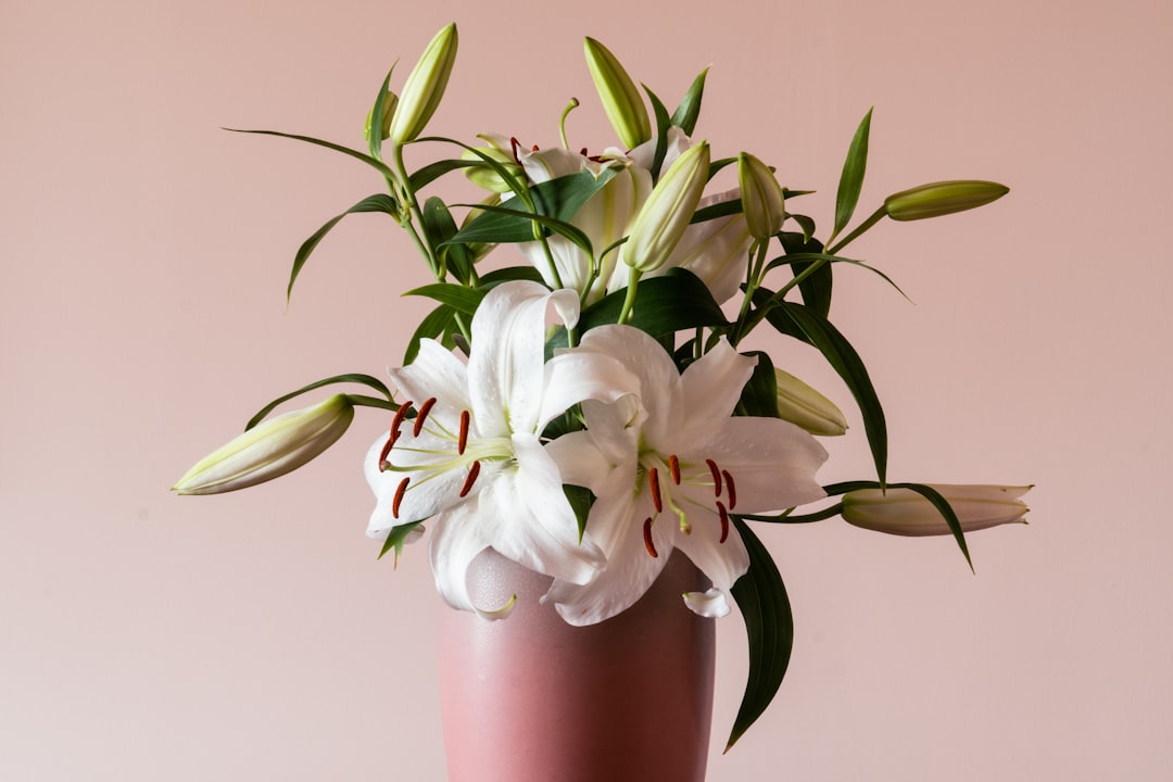 Lily