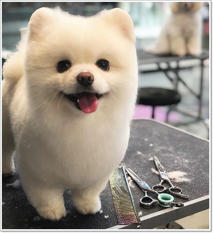 반려동물학과4년제대학