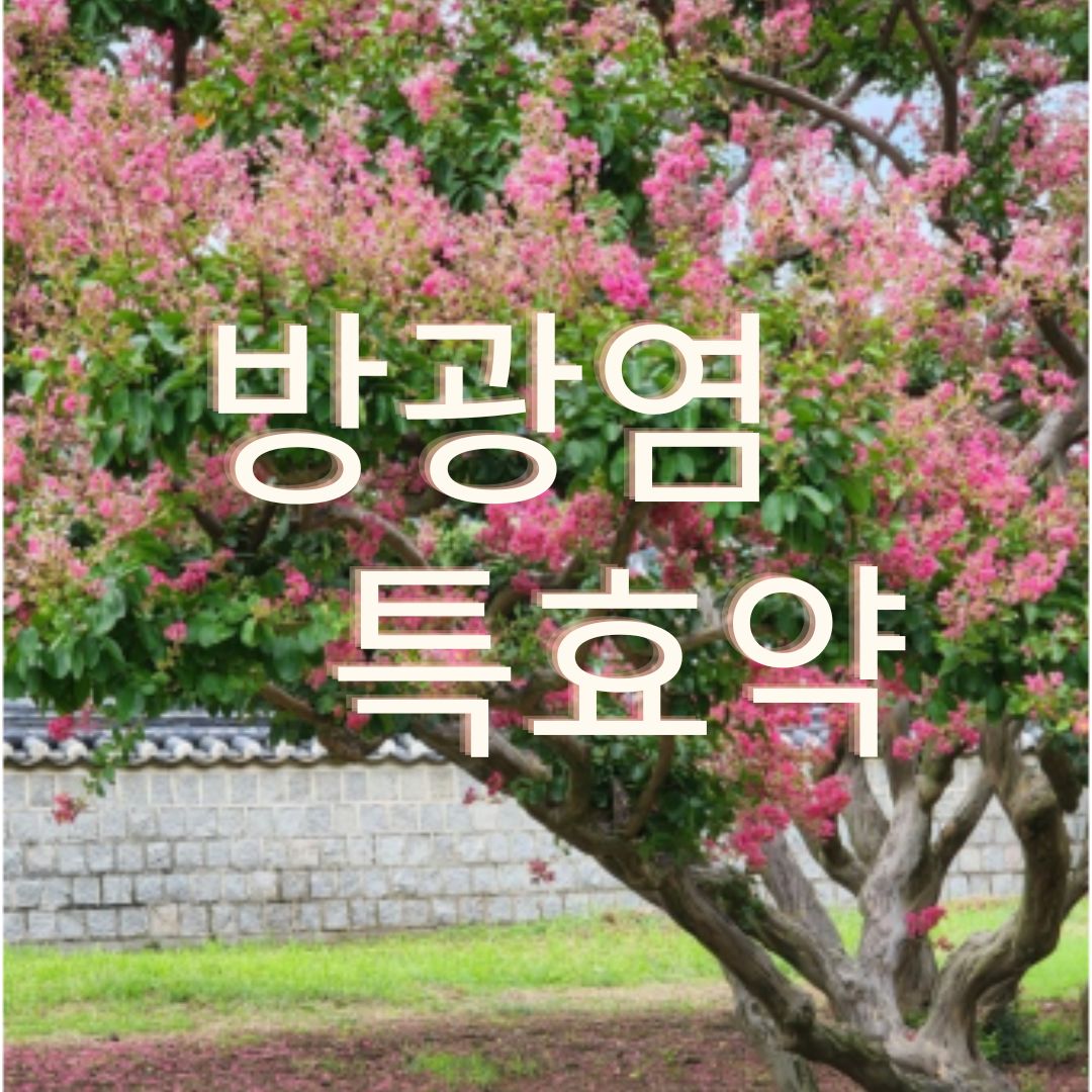 배롱나무효능