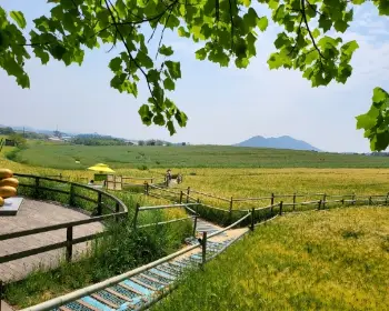 고창 청보리밭 축제_5