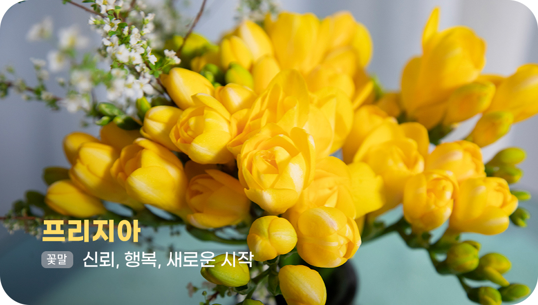 #프리지아 #꽃말 #신뢰 #행복 #새로운시작