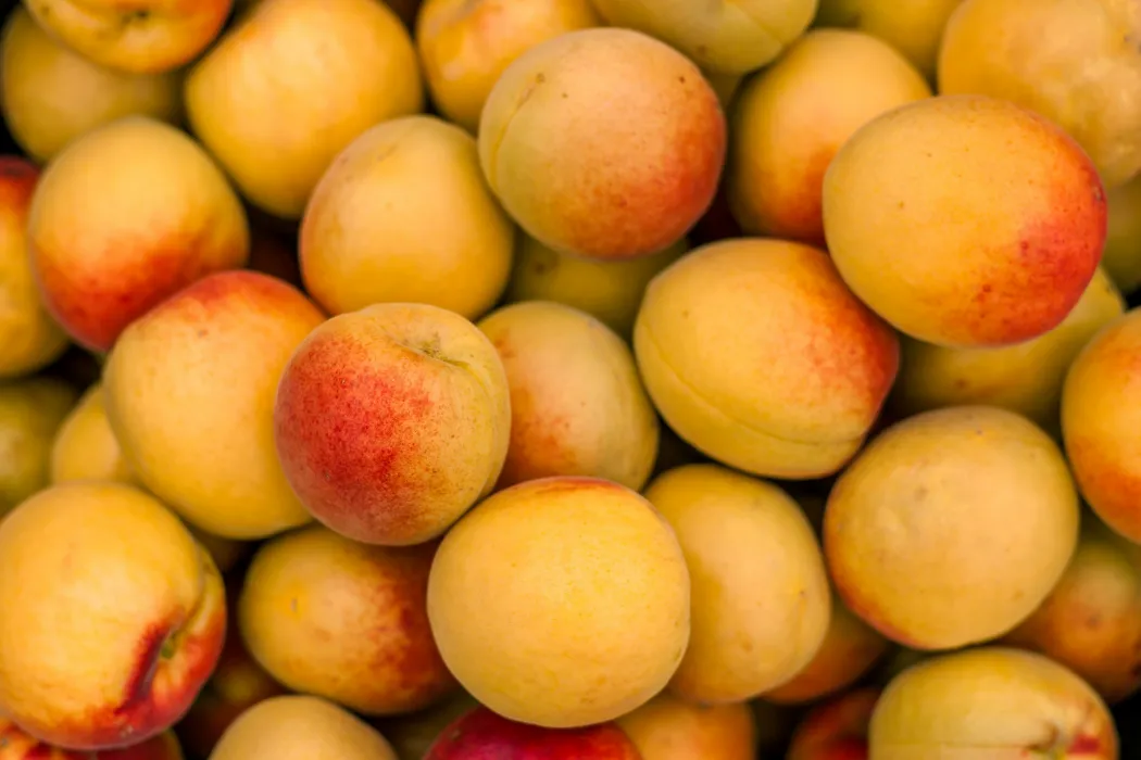 살구-효능과-부작용-관련-살구-사진