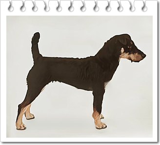 테리어
저먼 헌팅 테리어(German Hunting Terrier)