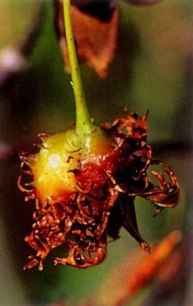 너도밤나무 열매