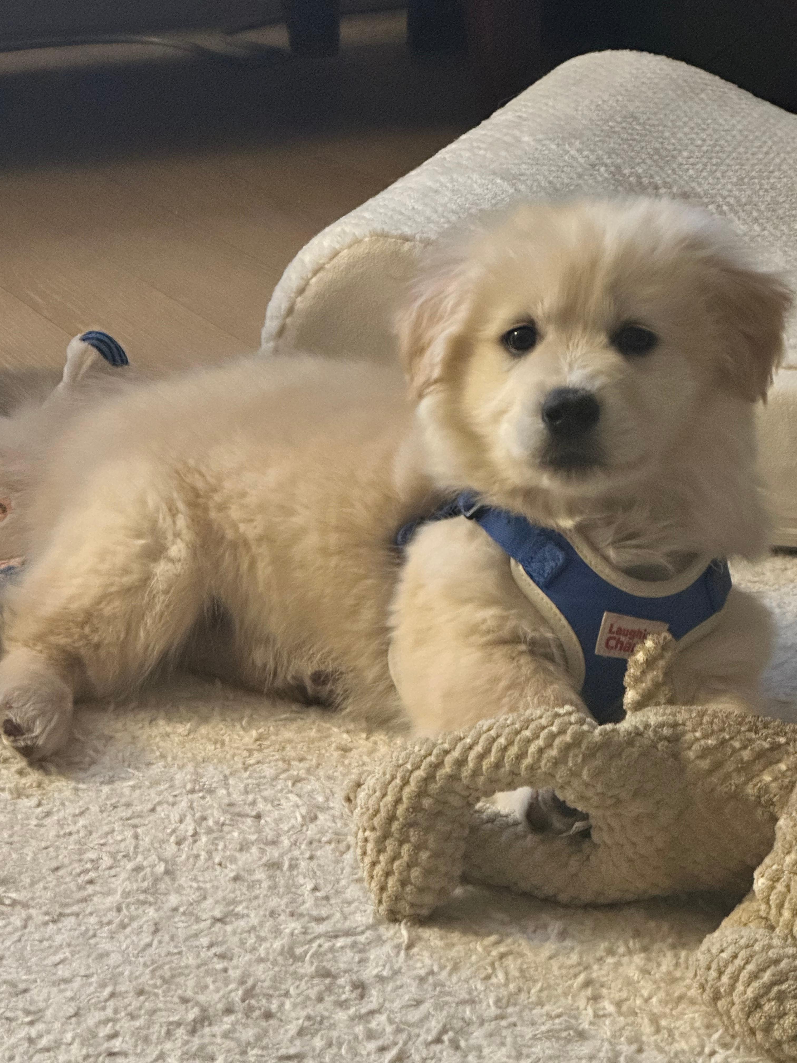 파란색 하네스를 차고 있는 크림색의 진트리버 강아지가 카펫트 위에 편안하게 엎드려 한 곳을 응시하고 있는 귀여운 모습을 촬영한 사진