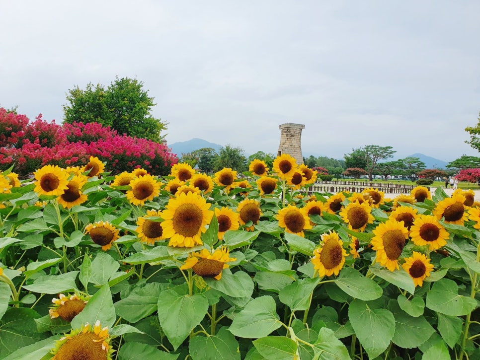 경주 첨성대 해바라기