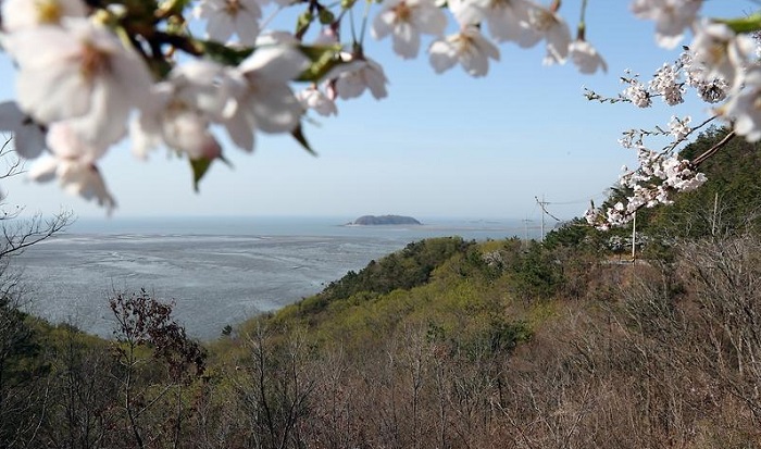 장봉도 벚꽃과 섬 전경