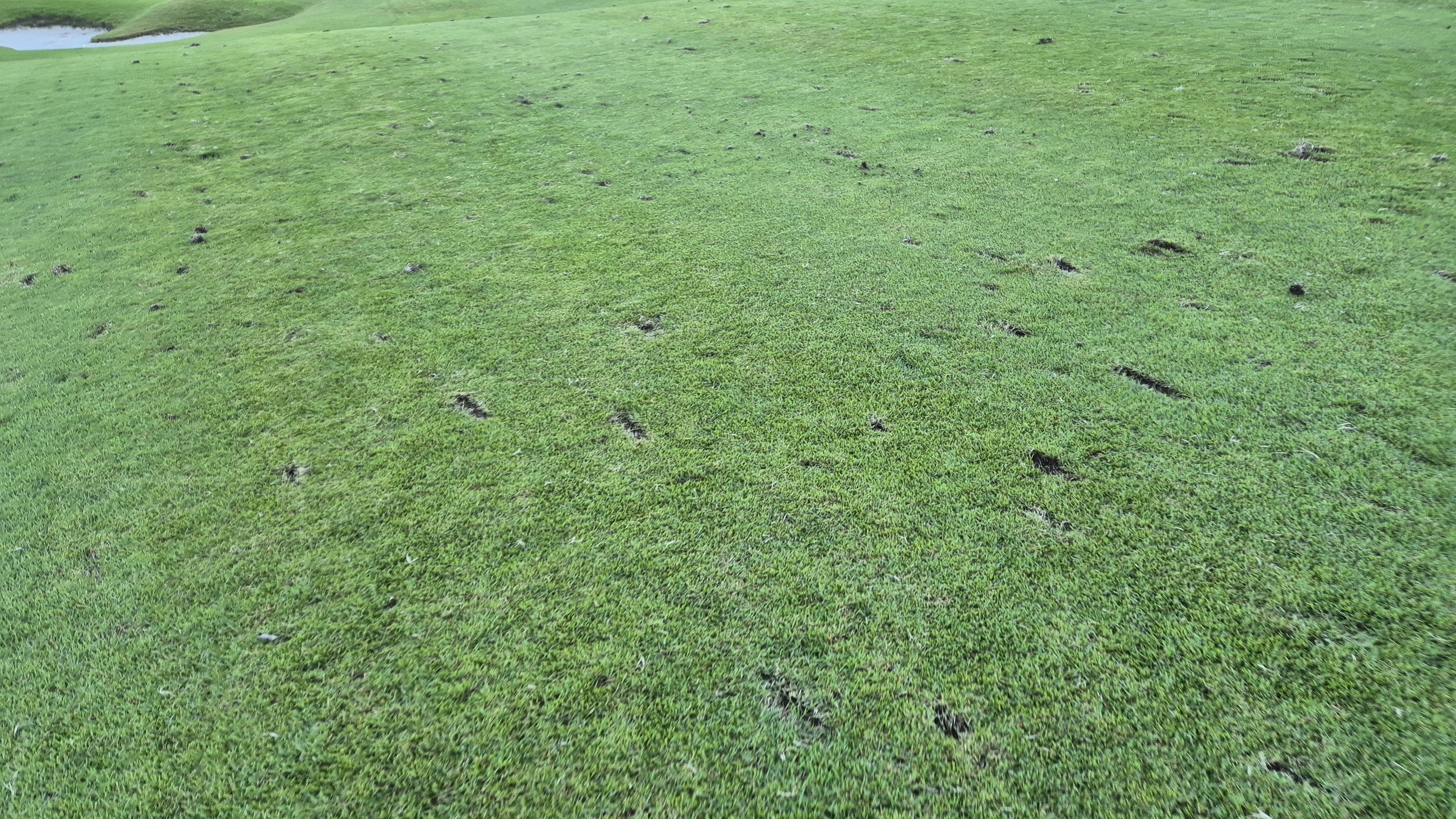 떼제베cc 동-북 코스 코스관리 상태