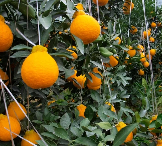 한라봉의 놀라운 효능 그리고 제철시기