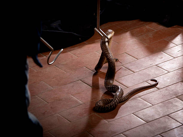 집에 뱀 나오는 꿈