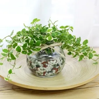 수경재배 준비 병선택 뿌리관리 액비투여 물갈이주기 가이드_10