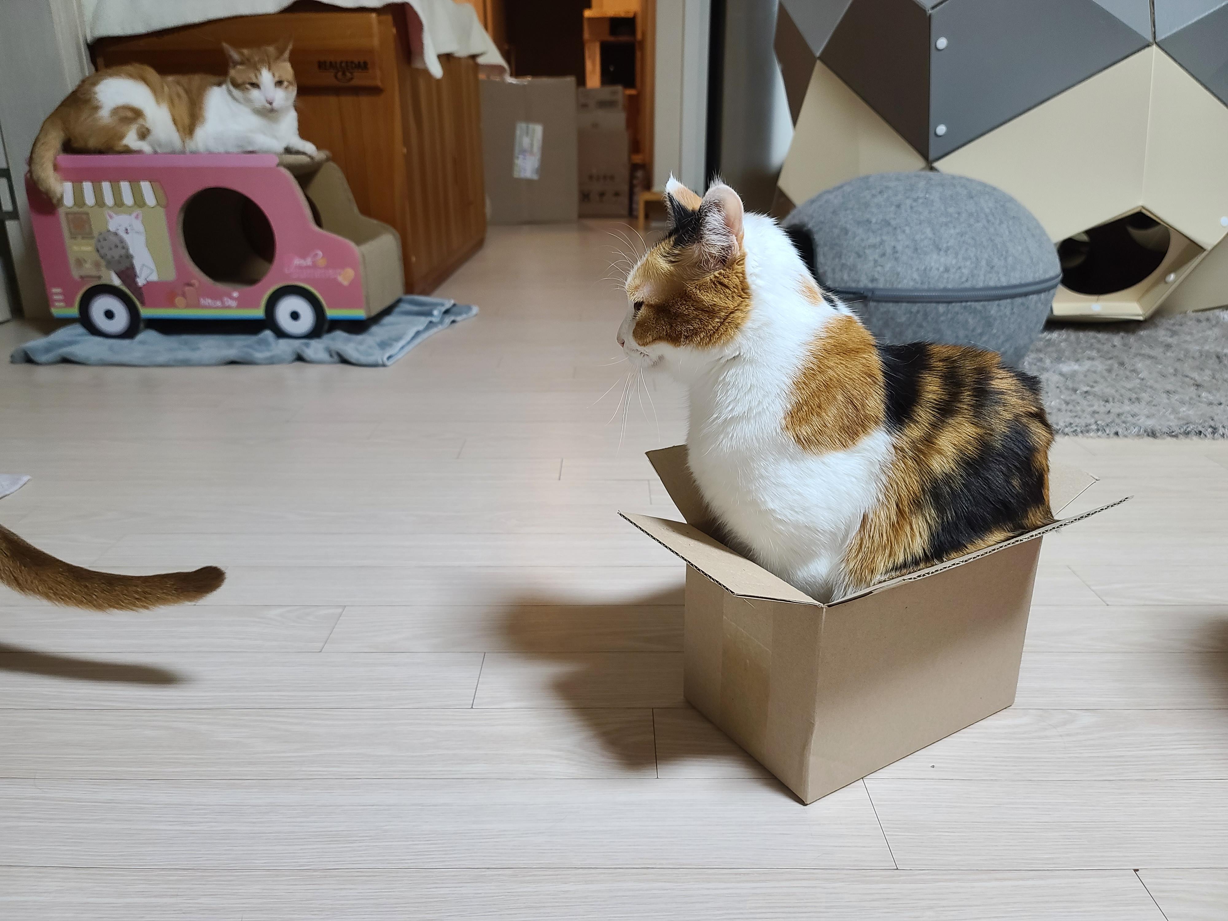 보지 않고는 믿을수 없는 고양이의 유연함. 유독 작은상자를 좋아하는 요미.