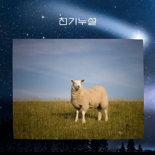 양이 나오는 꿈해몽