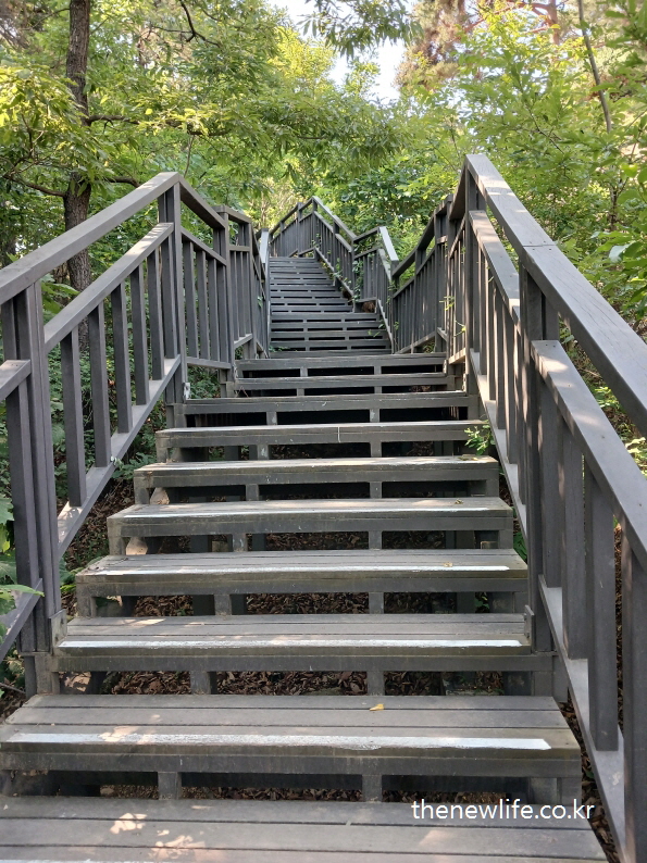 Wooden mountain stairs surrounded by trees, illustrating a natural workout environment for effective lower body muscle activation and stair climbing cardio benefits./자연 속 나무 계단, 하체 근육 자극과 심폐 강화에 효과적인 계단 오르기 운동효과를 보여주는 장면