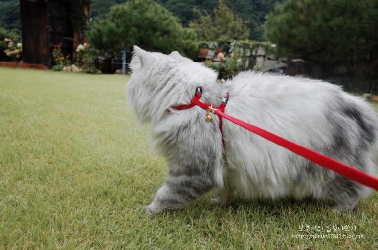 고양이 산책