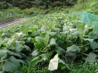 양배추 재배 배추흰나비 방제 칼슘 결핍 예방_12