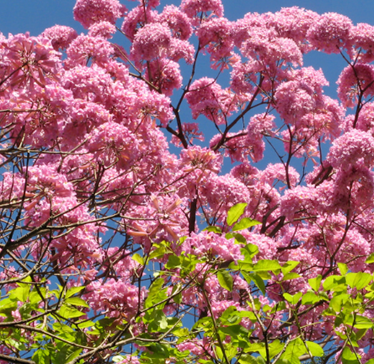 타히보 효능, 제품 고르는 방법 및 복용방법을 알아봤는데요~ 타히보는 조금 생소할 수 있는데 이미 국내에서도 많은 연구를 진행하고 있어요. '신의 은총을 받은 나무' 라고 할 정도로 뛰어난 효능이 있는데 어떤 것들이 있는지 확인해 보시기 바래요~ 주의사항과 부작용도 확인하세요~