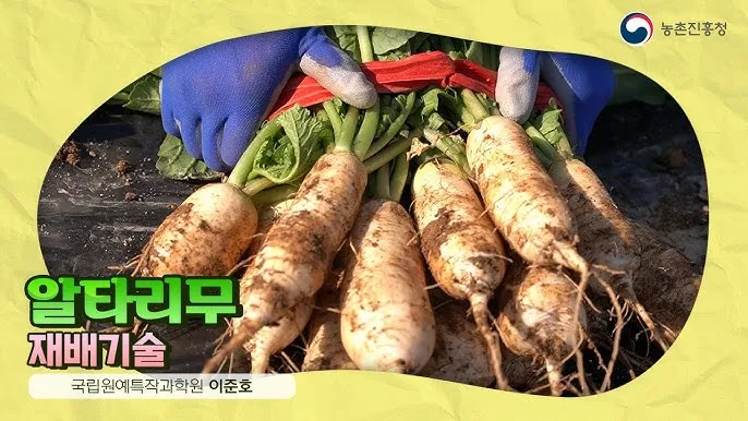 알타리무 재배 서늘한 기온 관리 연속 수확 물 주기_2