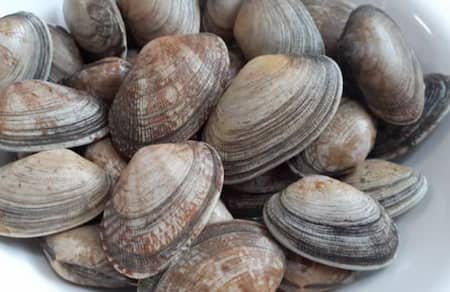바지락 – 봄철 해독과 간 건강을 위한 해산물
