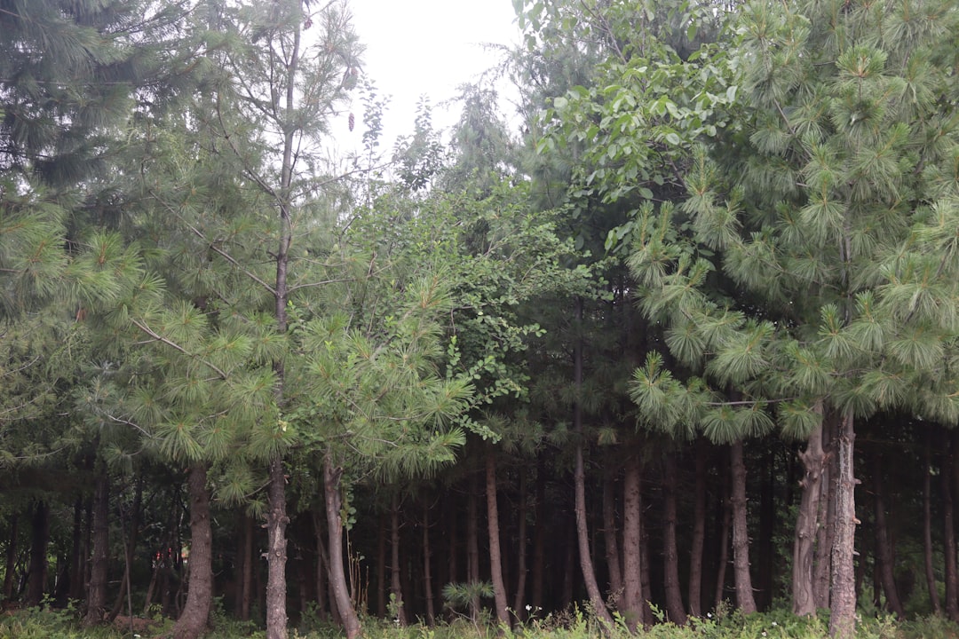 Hwadam Forest