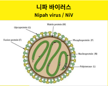 니파바이러스 인수공통감염병 니파바이러스감염증상 인도바이거스 니파바이러스감염지역 니파감염지역 바이러스감염