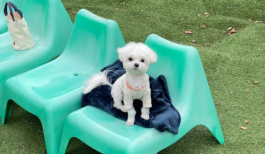 꾸준히-구강관리를하여-강아지-치주염을-예방하고-운동장에서-신나게-노는-강아지