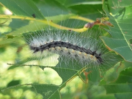 송충이