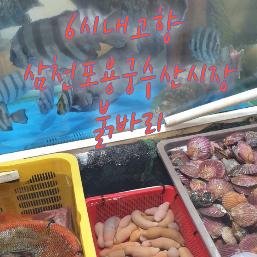 6시내고향 삼천포용궁수산시장 붉바리 썸네일