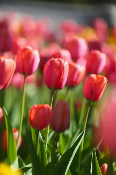 에버랜드 튤립 축제 2025년 봄꽃 명소