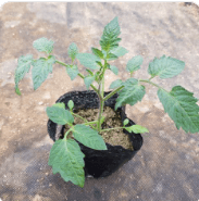 방울토마토 모종 심는 시기