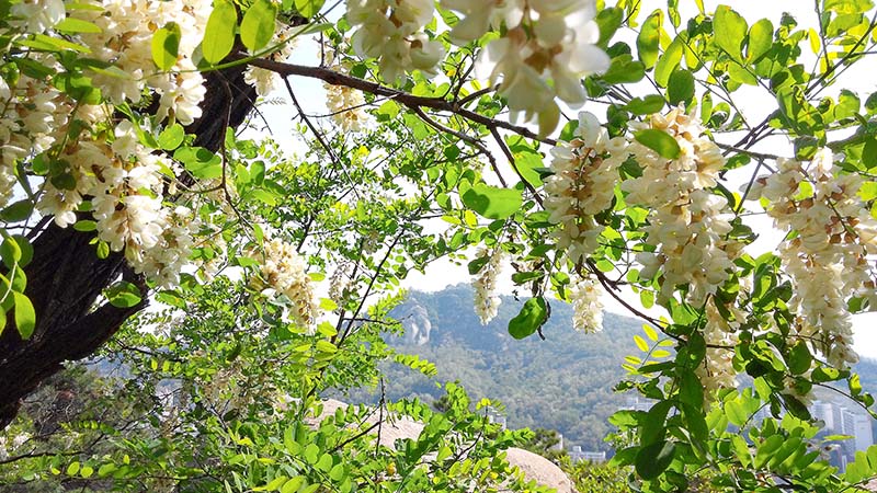 인왕산(仁旺山, Inwangsan) 아까시꽃
