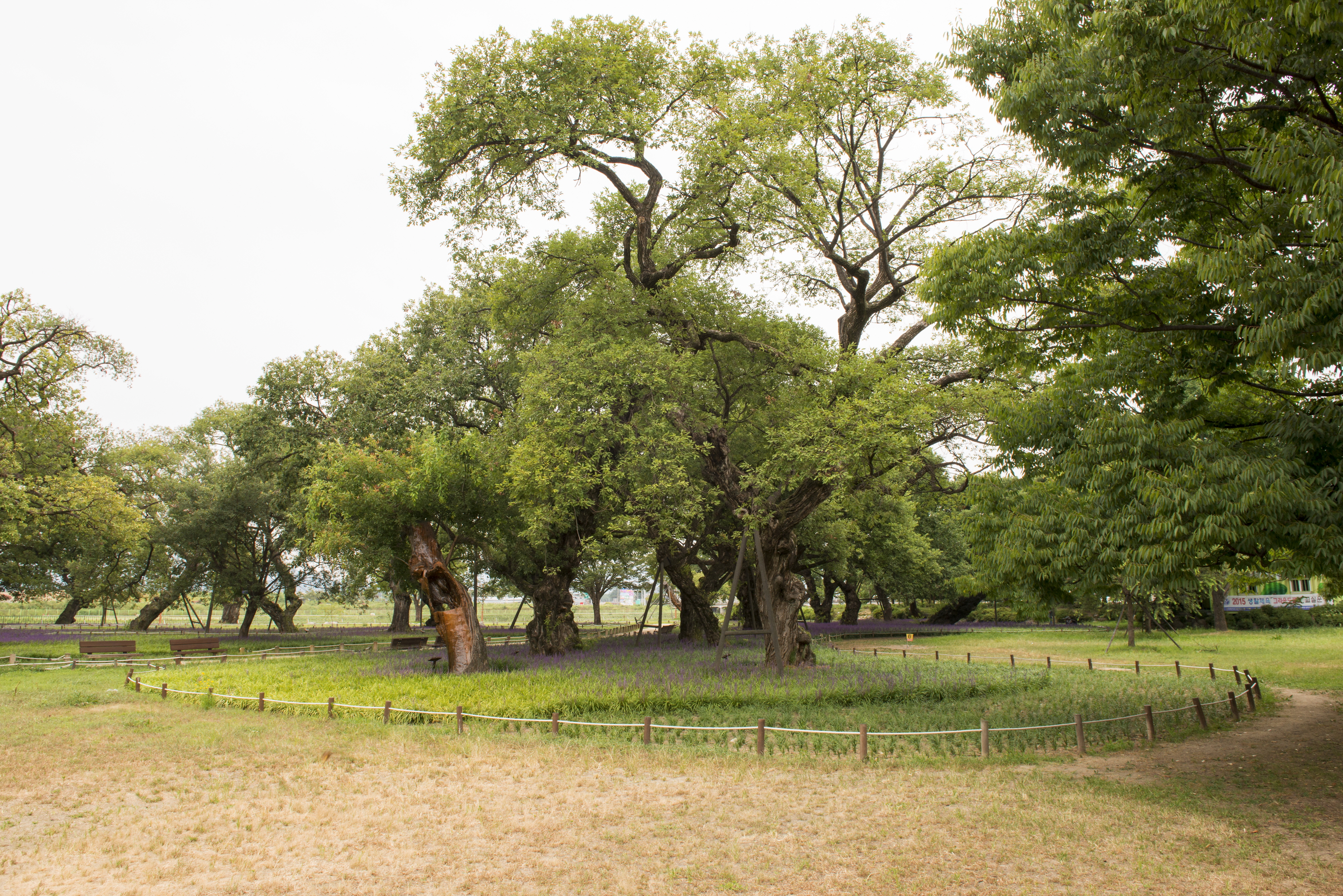 성주 경산리 성밖숲_숲 원경