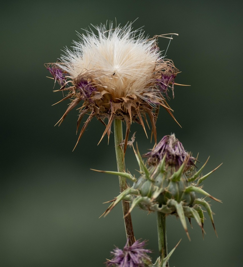 밀크시슬 효능과 부작용, 복용방법