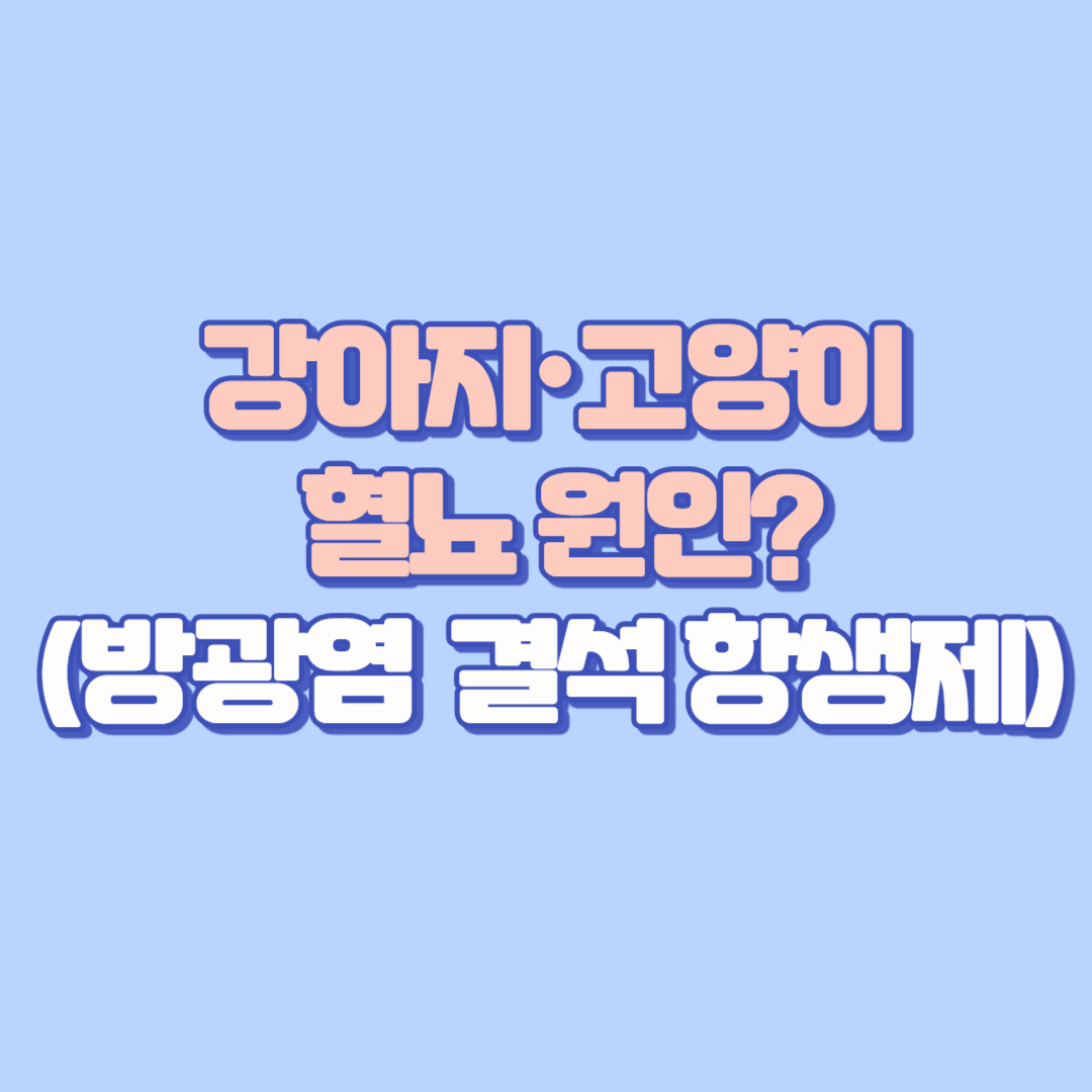 🐶반려동물 (강아지·고양이) 혈뇨 원인? 방광염, 결석부터 약, 항생제, 영양제, 병원비 검사 비용까지 현실 꿀팁 대공개!