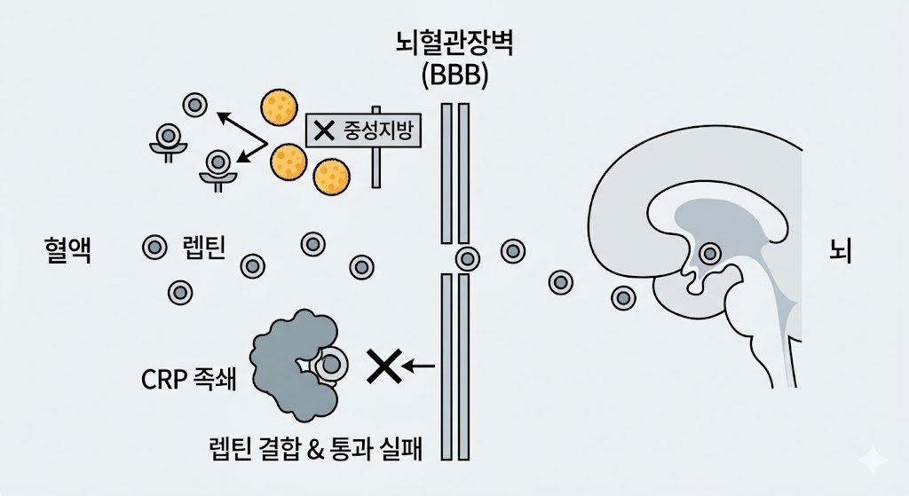 혈액 속 렙틴이 뇌혈관장벽을 통과하지 못하는 원인을 보여주는 이미지입니다. 중성지방의 방해와 CRP 족쇄가 렙틴과 결합해 통로를 차단하는 모습을 아이콘으로 시각화했습니다. 뇌 진입 실패를 엑스 부호로 표현하여 렙틴 저항성 기전을 명확히 설명합니다.