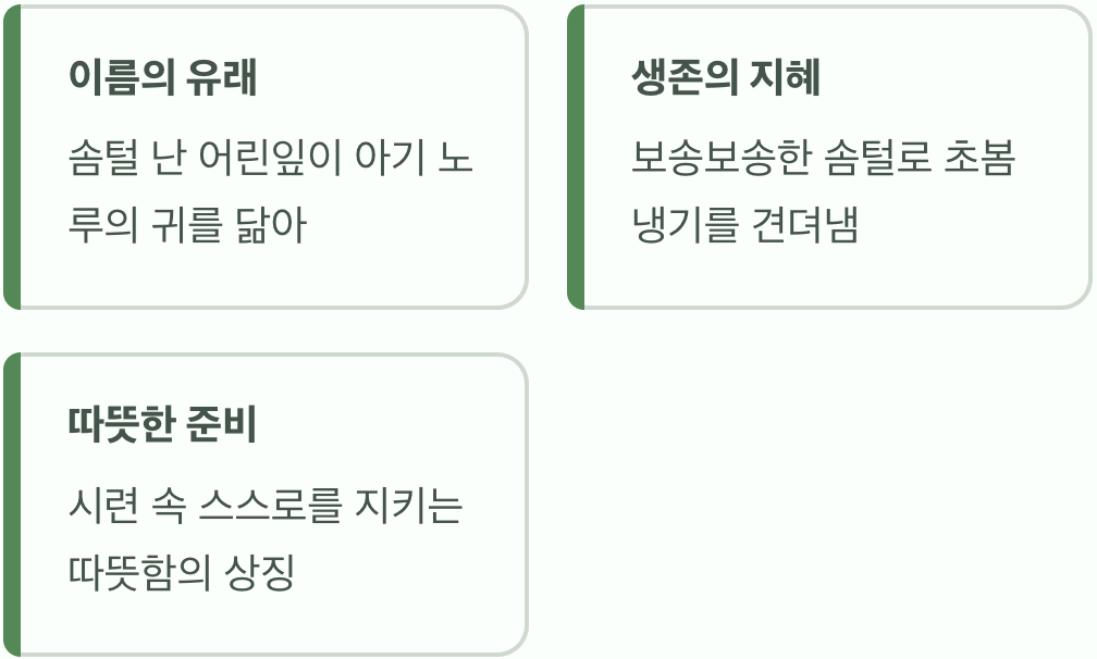 작은 노루의 귀를 닮은 이름