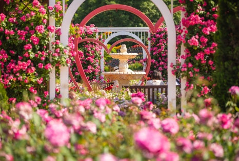 2025 오산 고인돌공원 장미축제(오!해피 장미 빛 축제) 총정리! - 일정, 볼거리, 포토존까지 한눈에 (5.24~6.1)