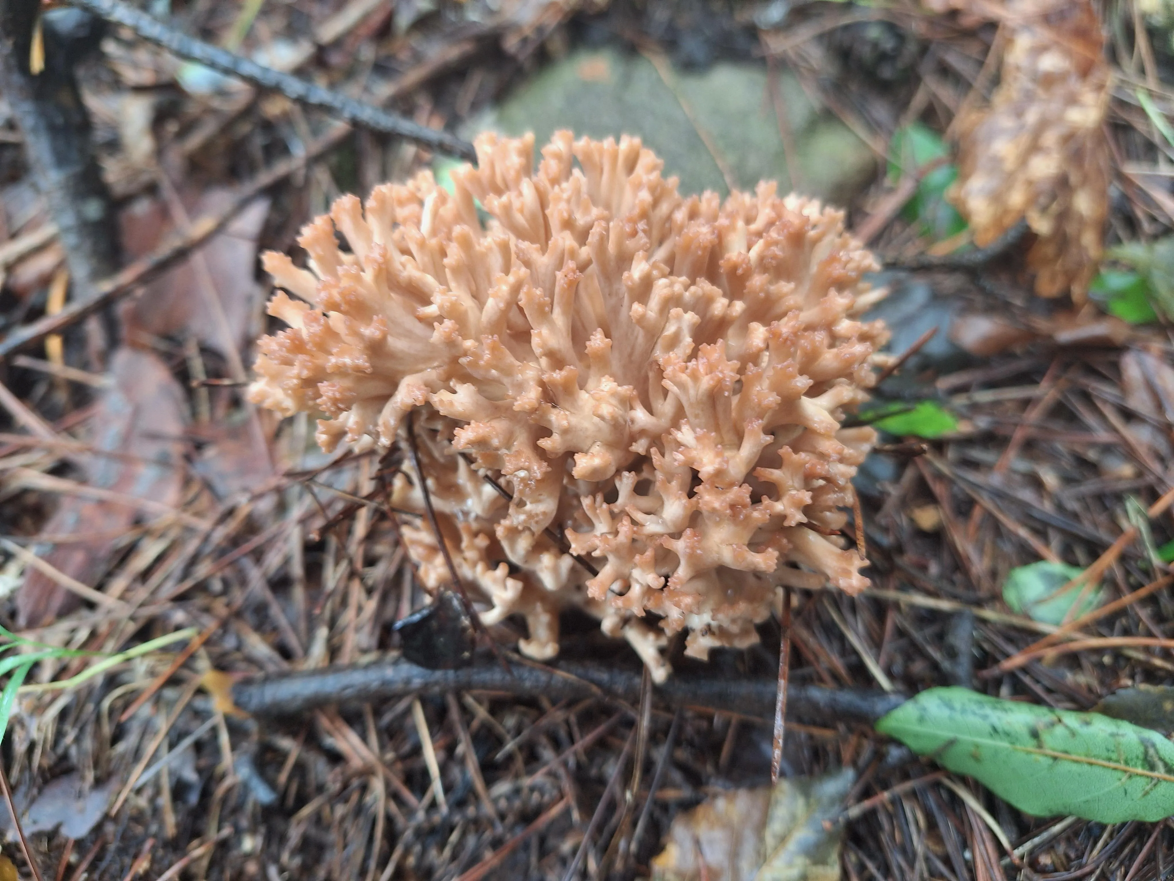 싸리버섯 채취시기종류 정보를 정리_1