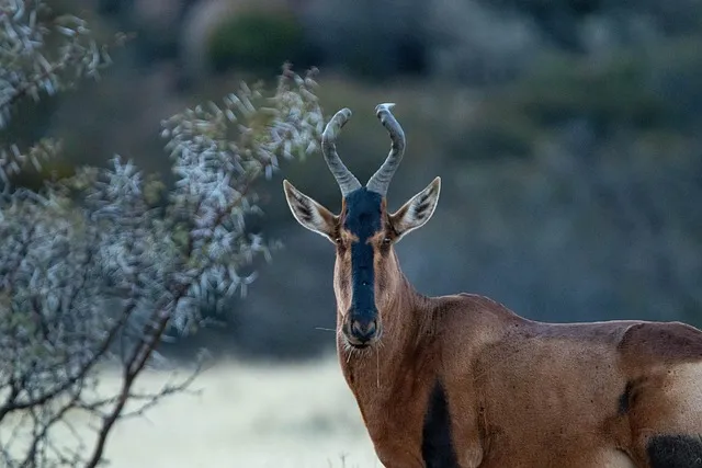 중부지방 들깨 파종시기 및 재배법 농사 팁 정리_9