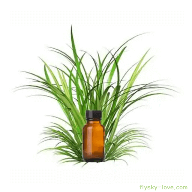 베티버 (Vetiver), 베티버 오일