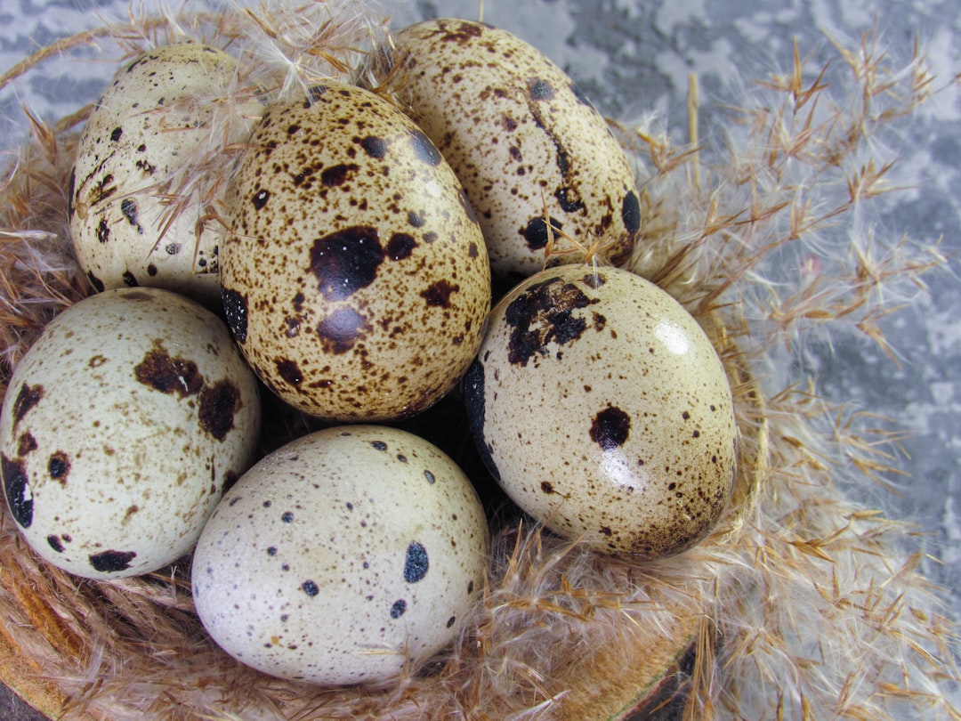 Quail