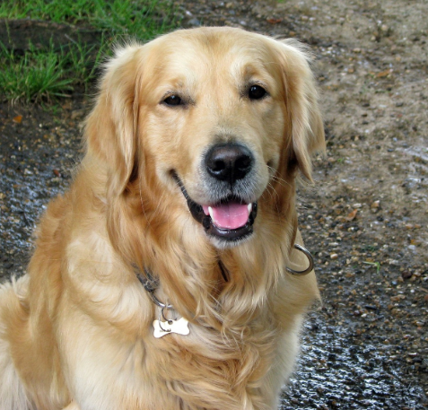 골든 리트리버 사진