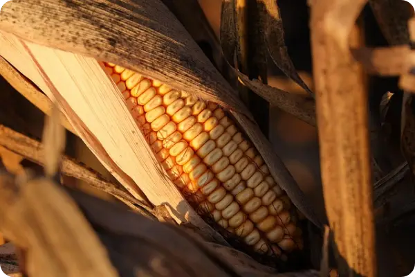 초당옥수수 삶기