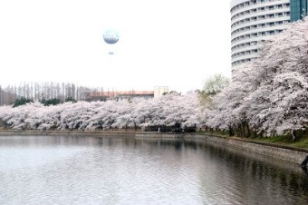 경주 벚꽃 실시간 개화상황