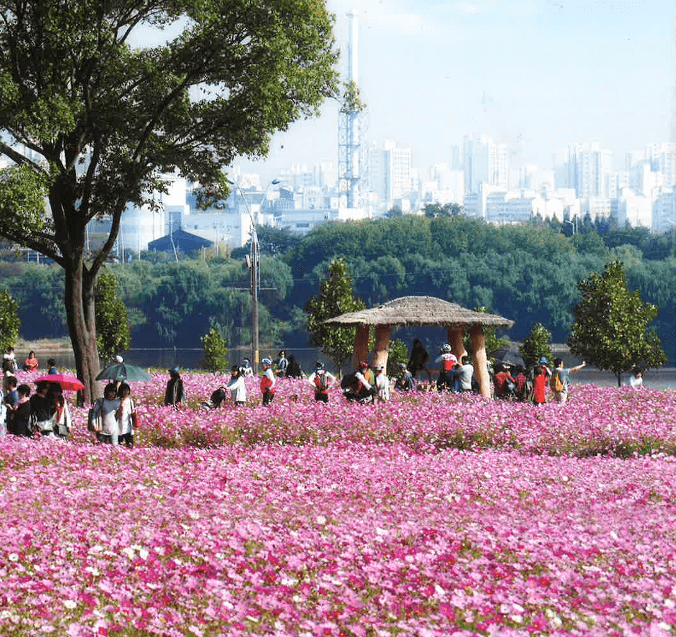 구리코스모스축제-한강예술제-가는길.주차.일정안내-2023-총정리